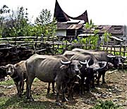 Asienreisender - Water Buffaloes